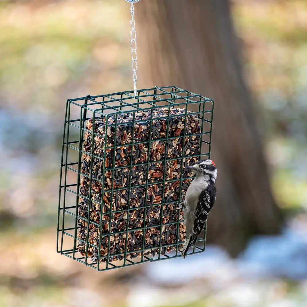 Woodpecker Feast Cake