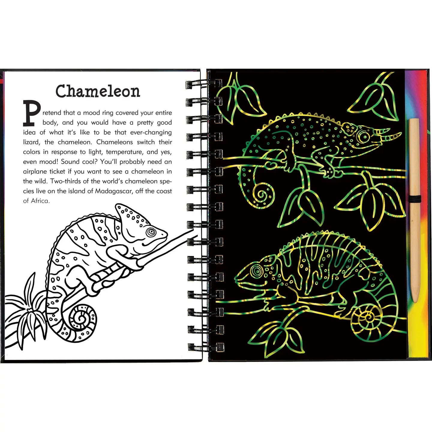 Rain Forest Scratch & Sketch