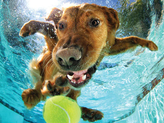 Underwater Dogs Puzzle 24X18