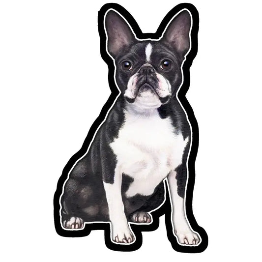 Boston Terrier | Sticker