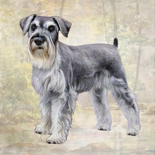 Schnauzer Standing | Coaster