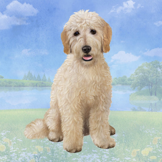 Goldendoodle Sitting | Coaster