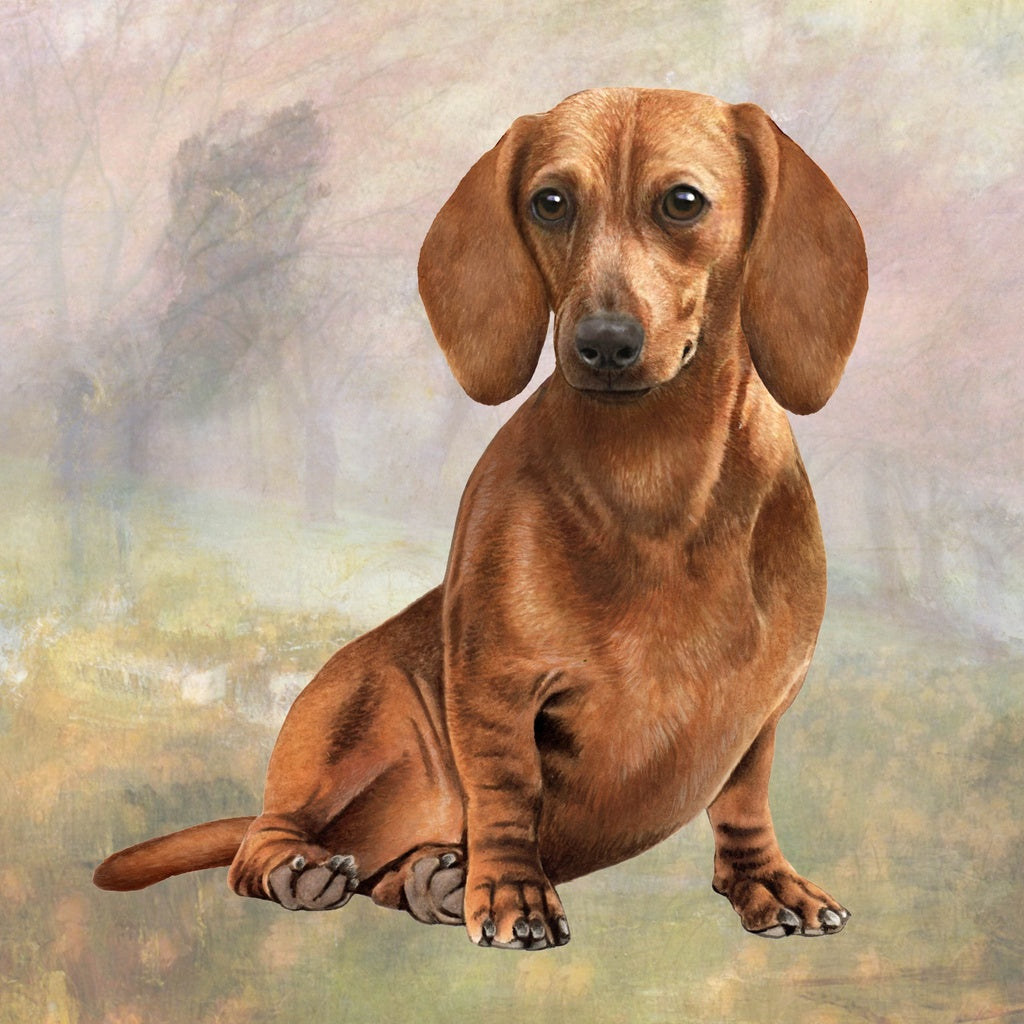 Red Dachshund Sitting | Coaster