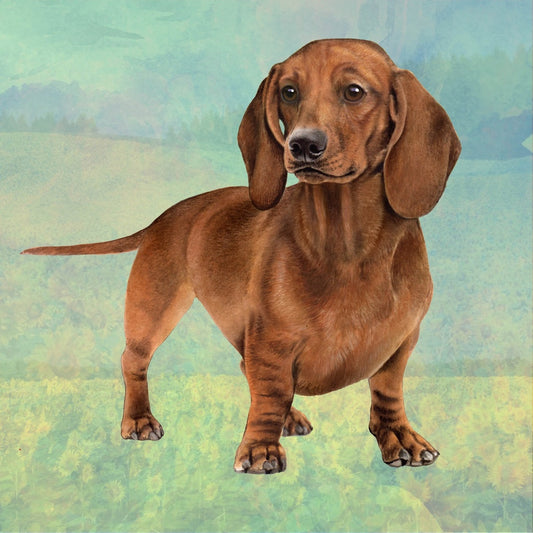 Red Dachshund Standing | Coaster