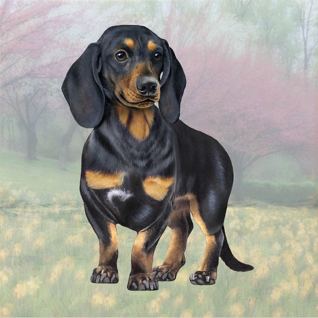 Black Dachshund Standing | Coaster