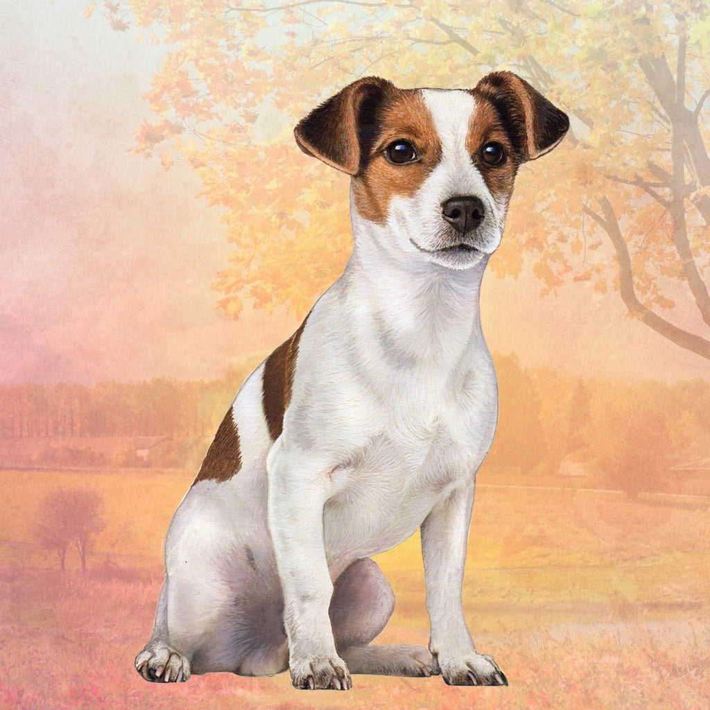 Jack Russell | Coaster