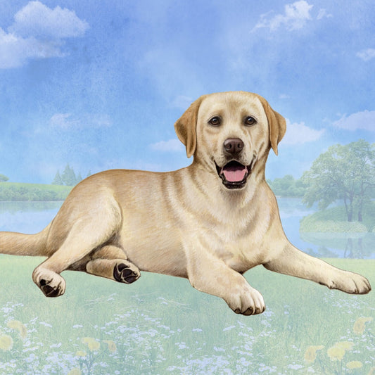 Yellow Lab Laying | Coaster