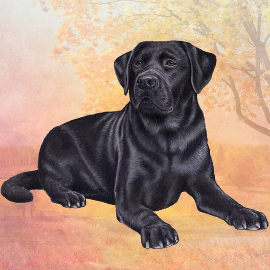 Black Lab Laying | Coaster