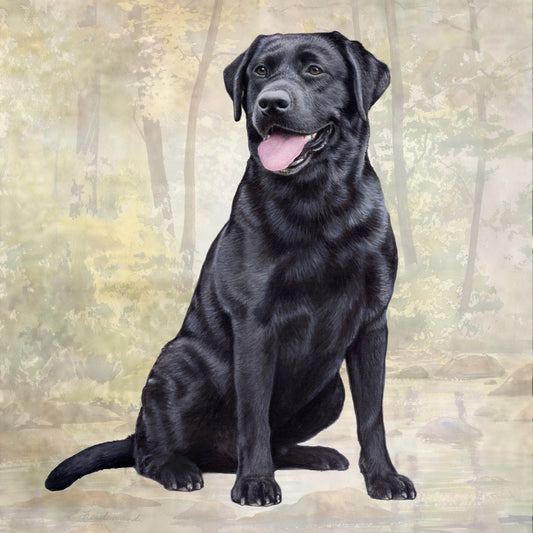 Black Lab Sitting | Coaster