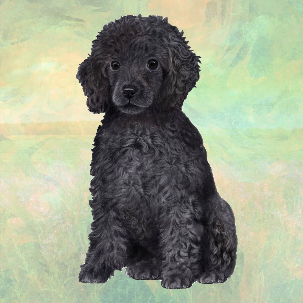 Black Poodle | Coaster