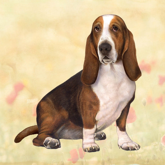 Basset Hound | Coaster