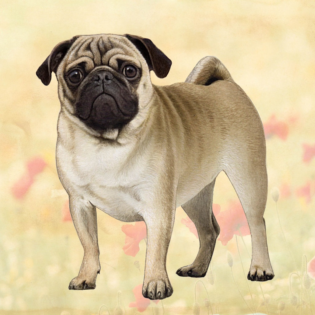 Pug Standing | Coaster