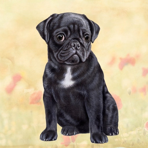 Black Pug | Coaster