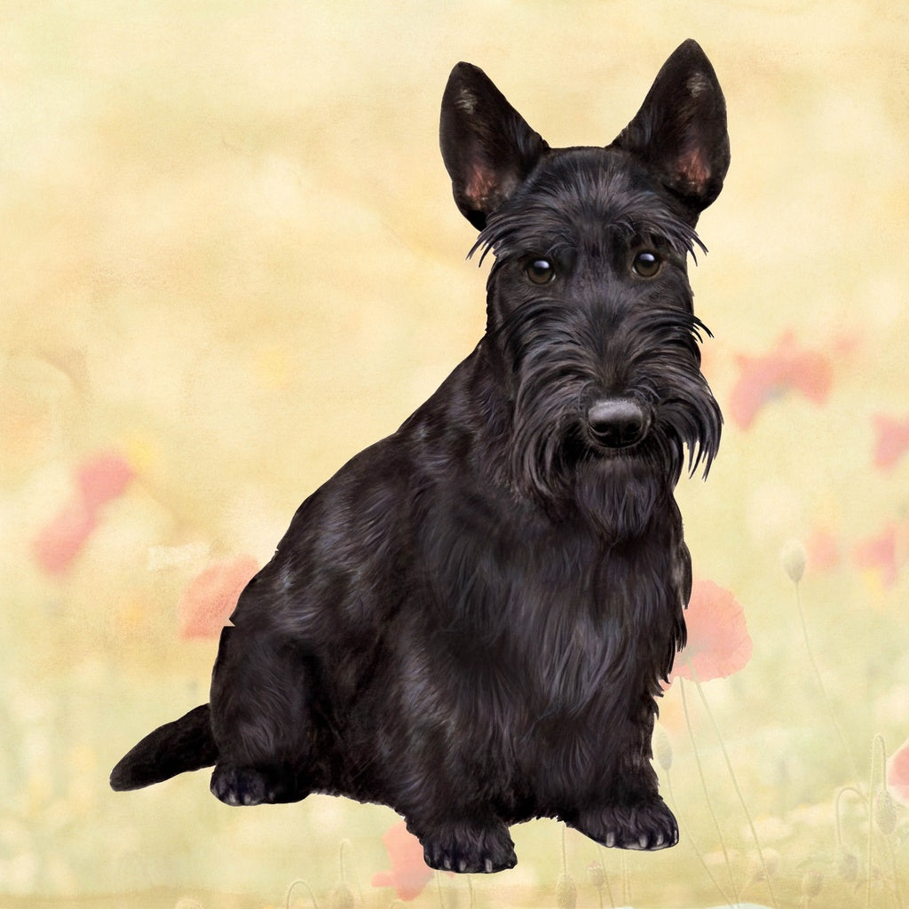 Black Scottish Terrier | Coaster