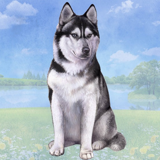 Siberian Husky | Coaster