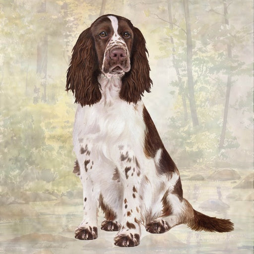 Springer Spaniel | Coaster