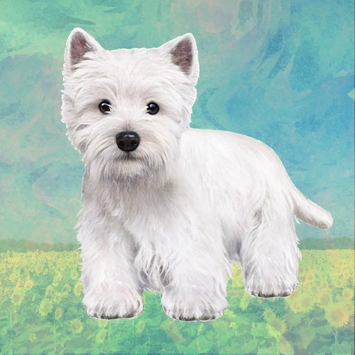 Wesh Highland Terrier | Coaster