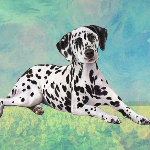 Dalmation | Coaster