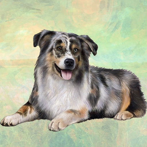 Australian Shepherd | Coaster