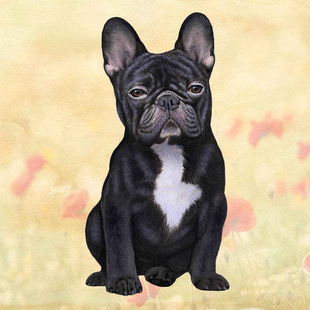 Black French Bulldog | Coaster