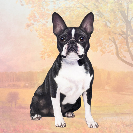 Boston Terrier Sitting | Coaster