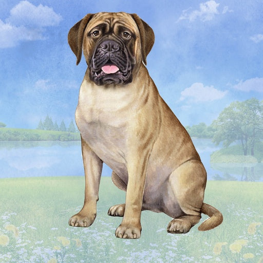 Bull Mastiff | Coaster