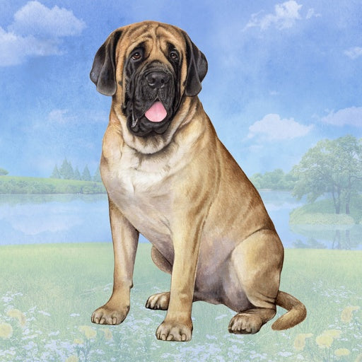 English Mastiff | Coaster