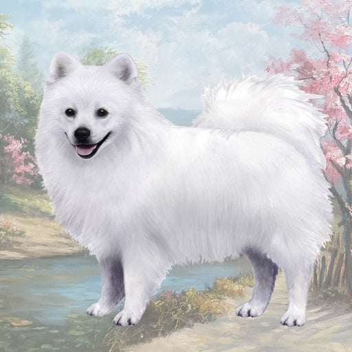 American Eskimo | Coaster