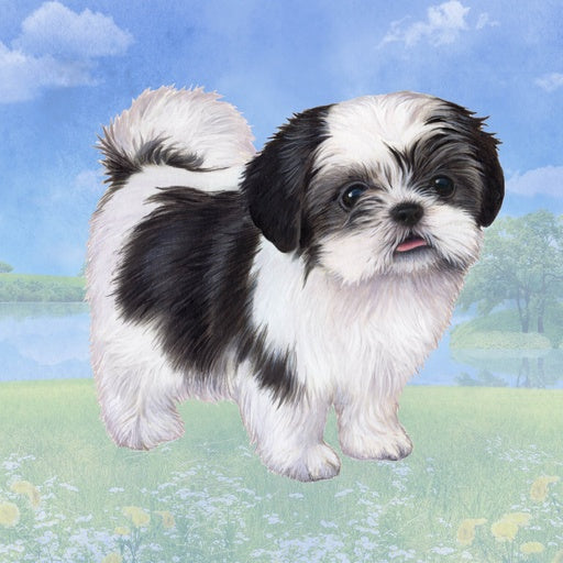 Black & White Shih Tzu Standing | Coaster