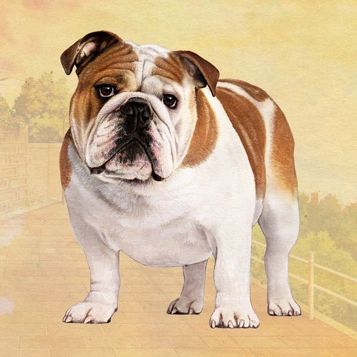 Bulldog | Coaster