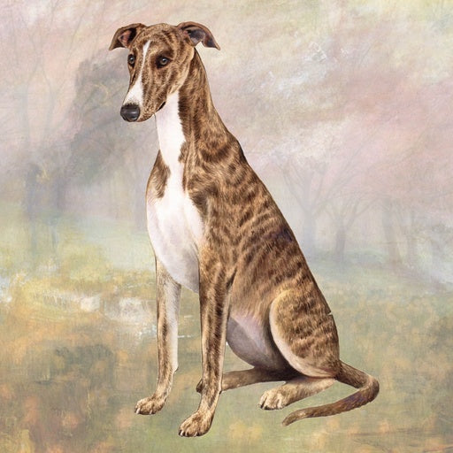 Greyhound | Coaster