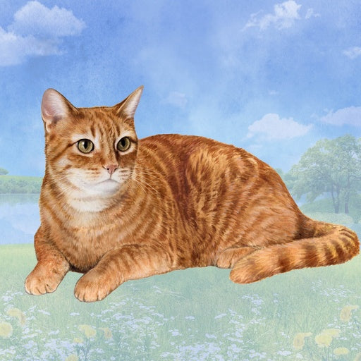 Orange Tabby Cat | Coaster