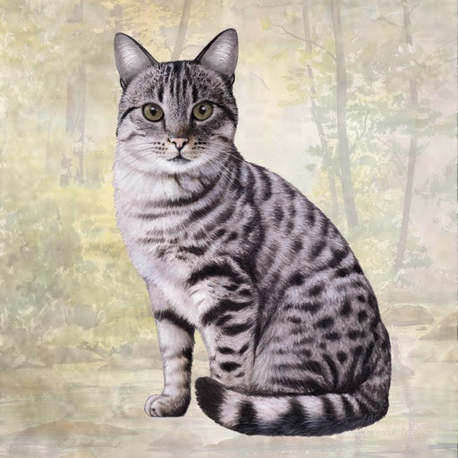 Silver Tabby Cat | Coaster