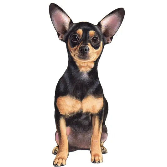 Black Chihuahua | Sticker