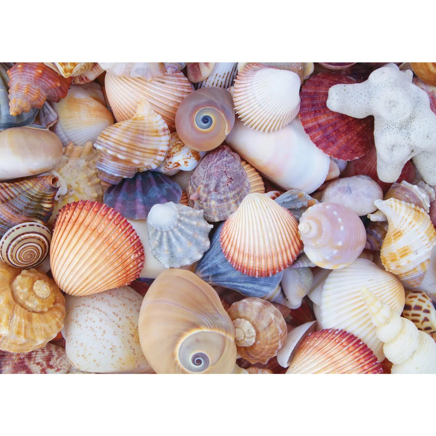 All the Shells Puzzle