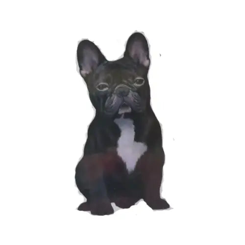 Black French Bulldog | Sticker