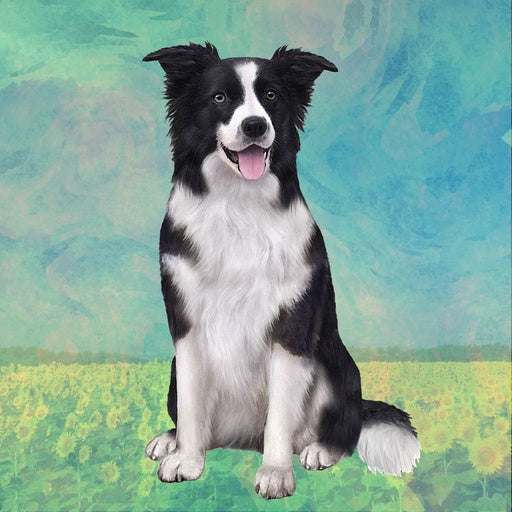 Border Collie | Coaster