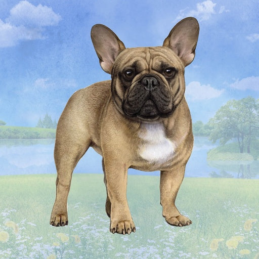 Tan French Bulldog | Coaster