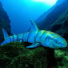 Jawsome Great White Shark