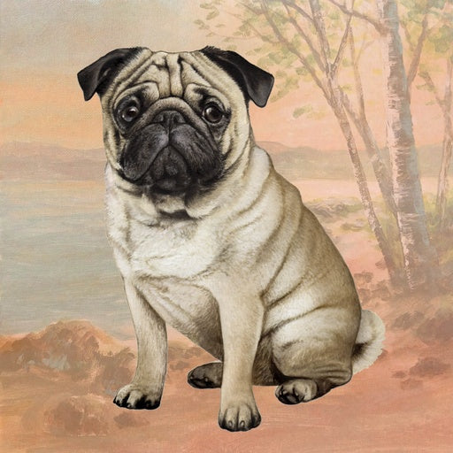 Pug Sitting | Coaster