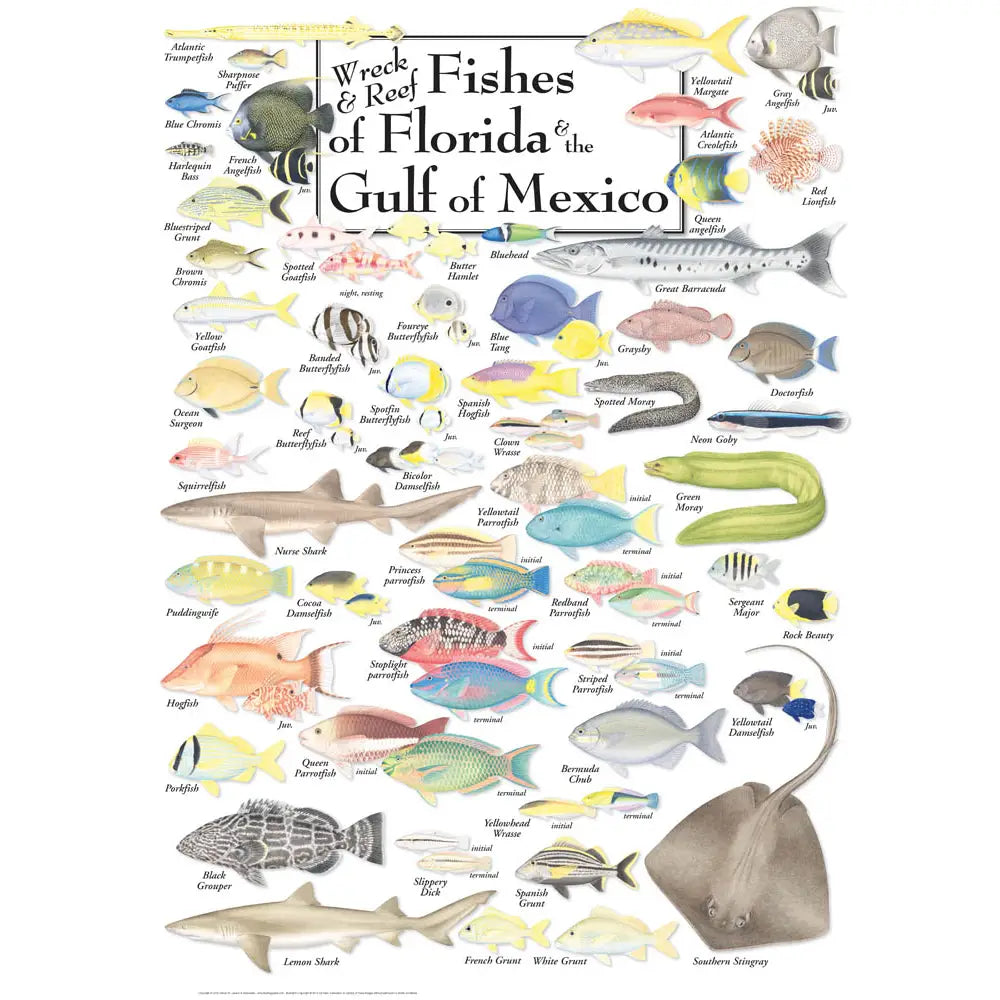 Wreck & Reef Fish of Florida & the Gulf of Mexico Puzzle