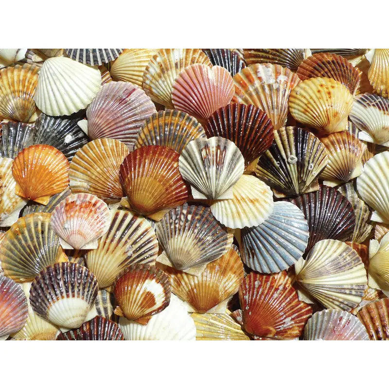 Bay Scallop Beauties Puzzle