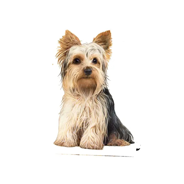 Yorkie | Sticker