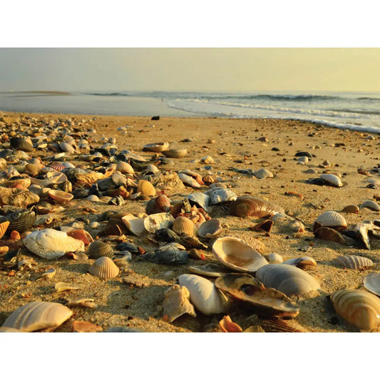 Low Tide Puzzle